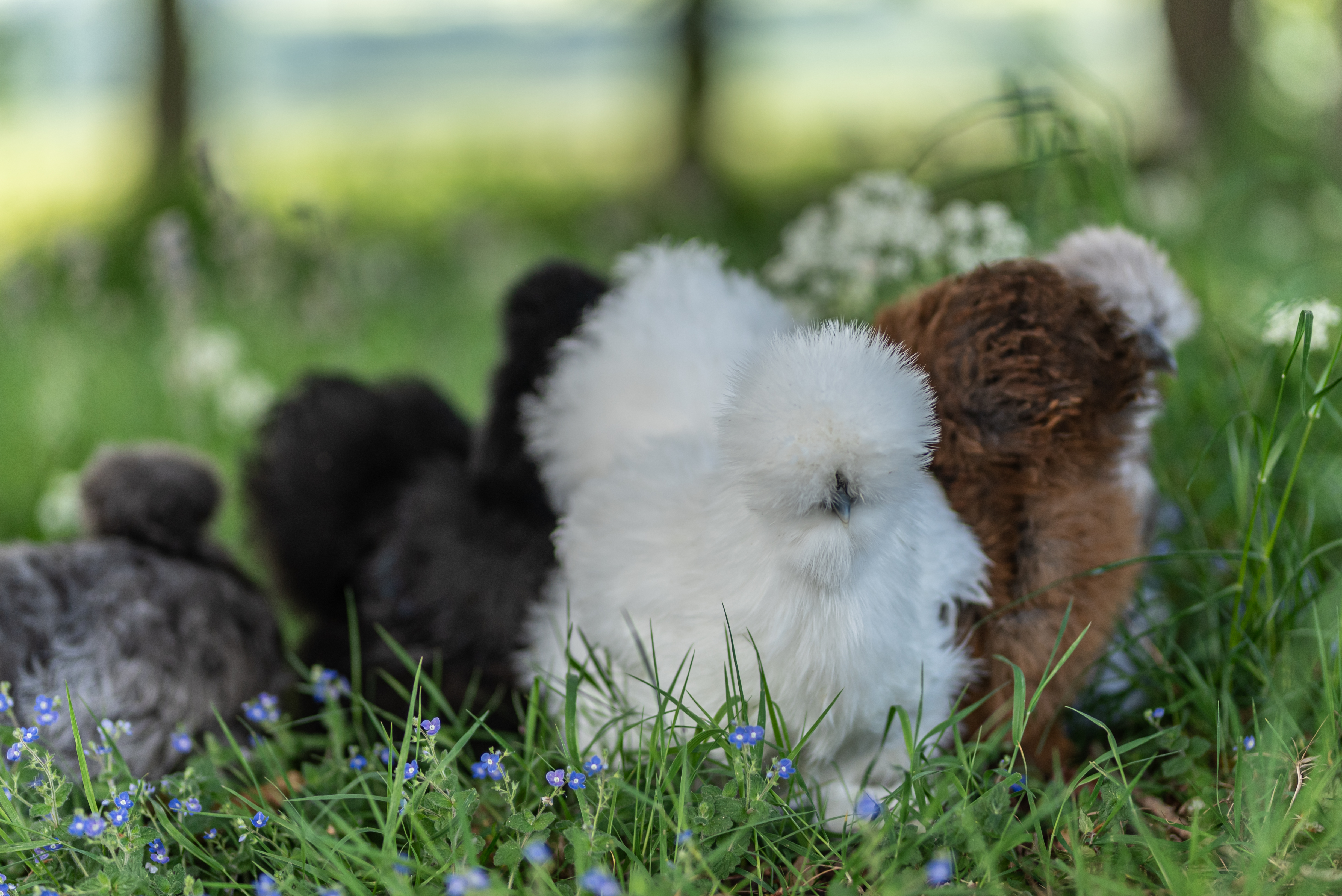 images/gallery/DSC_1511.jpeg
